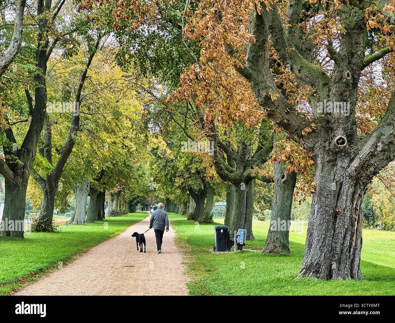 Tranquilla passeggiata autunnale nel vicolo del parco con l'uomo e il cane sotto i colorati alberi autunnali, tranquillo paesaggio rurale concetto di relax, natura e companio Foto Stock