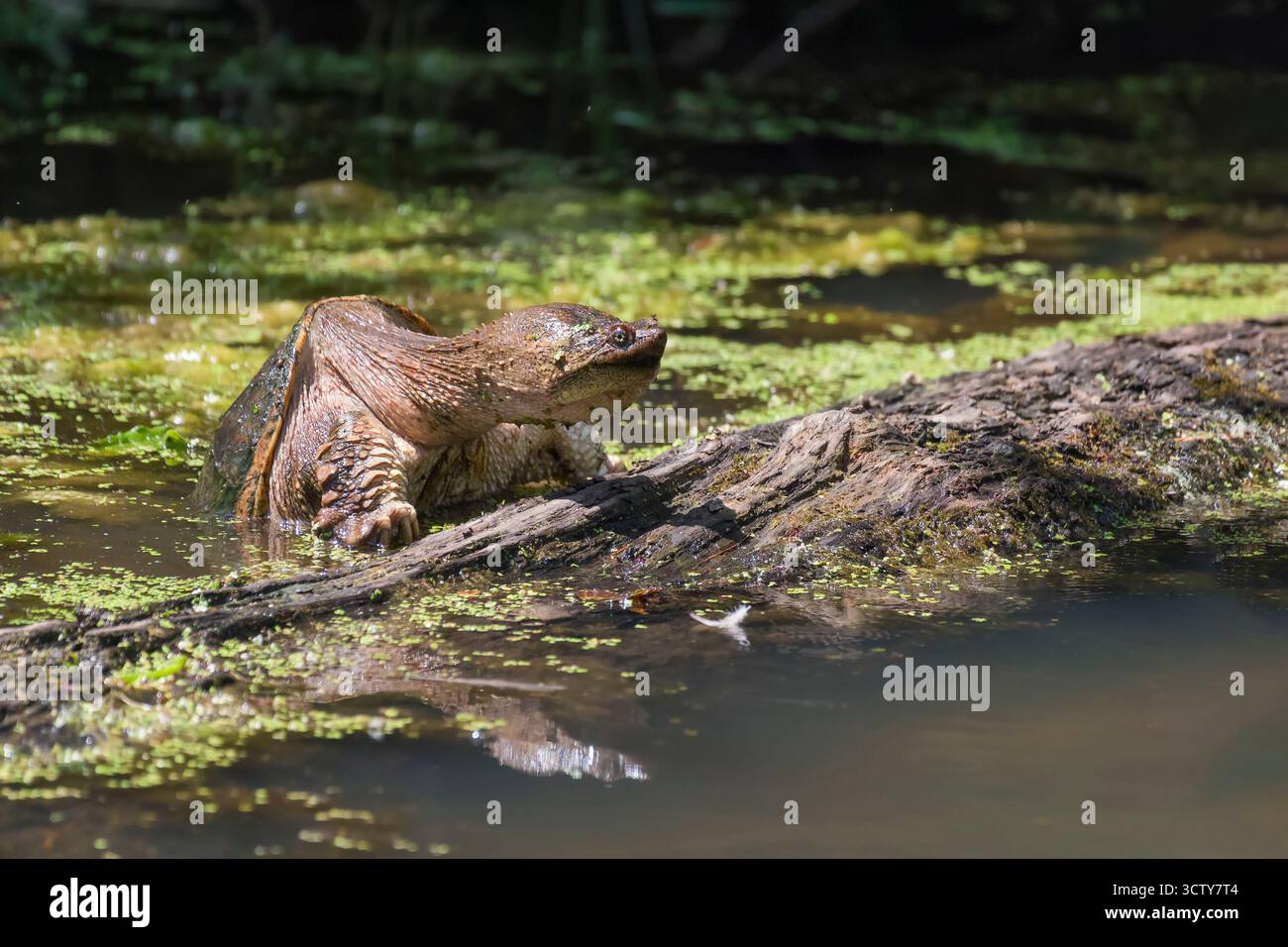 La tartaruga comune (Chelydra serpentina) sale su un albero mezzo sommerso. Chesapeake e Ohio Canal National Historical Park. Maryland. STATI UNITI Foto Stock