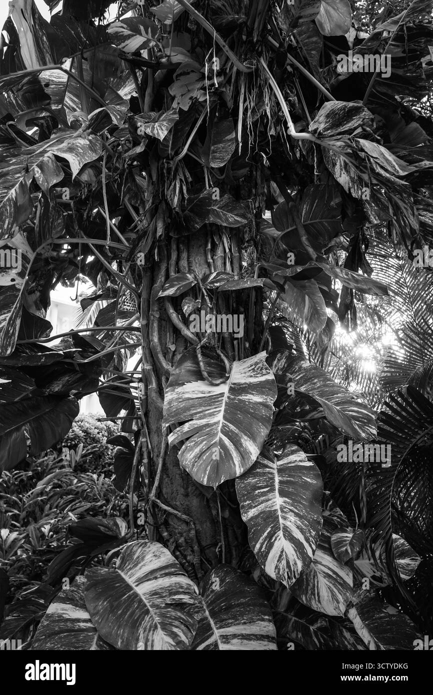 Le piante tropicali crescono dense intorno a un tronco di albero, mostrando grandi foglie e viti a motivi geometrici. La luce del sole si filtra, creando un bancomat sereno e lussureggiante Foto Stock