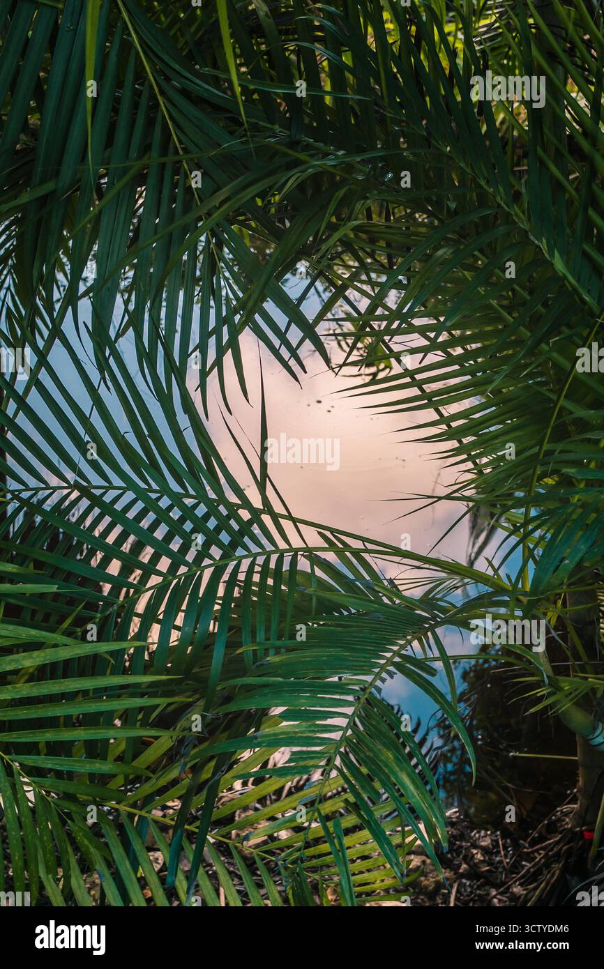 I colori del tramonto si fondono sullo sfondo mentre le foglie di palma incorniciano una vista tranquilla. Le tonalità luminose brillano nel verde, creando un'atmosfera serena. Foto Stock
