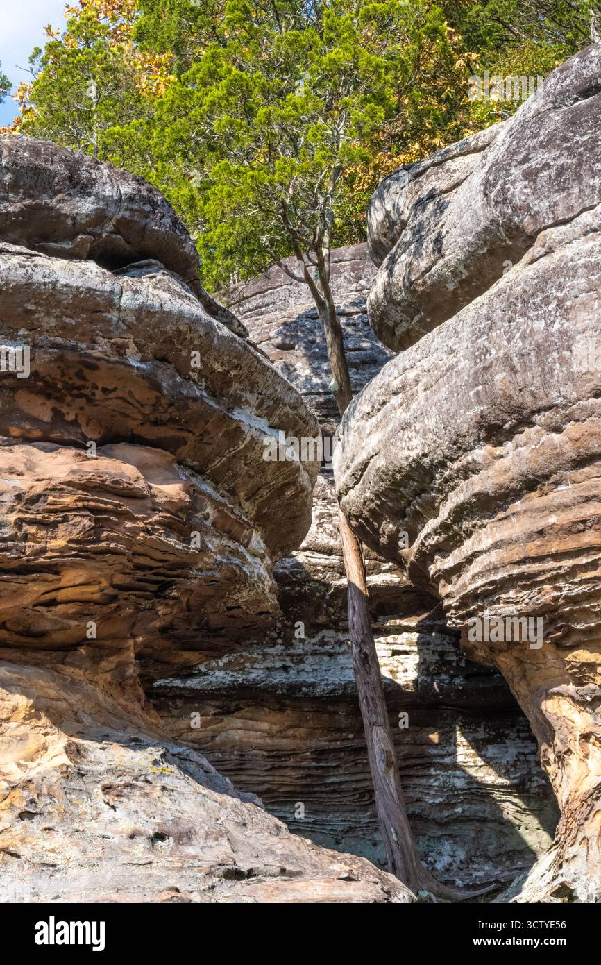 Alberi che crescono tra le rocce lungo il percorso di osservazione al Garden of the Gods, nella Shawnee National Forest dell'Illinois meridionale. (USA) Foto Stock
