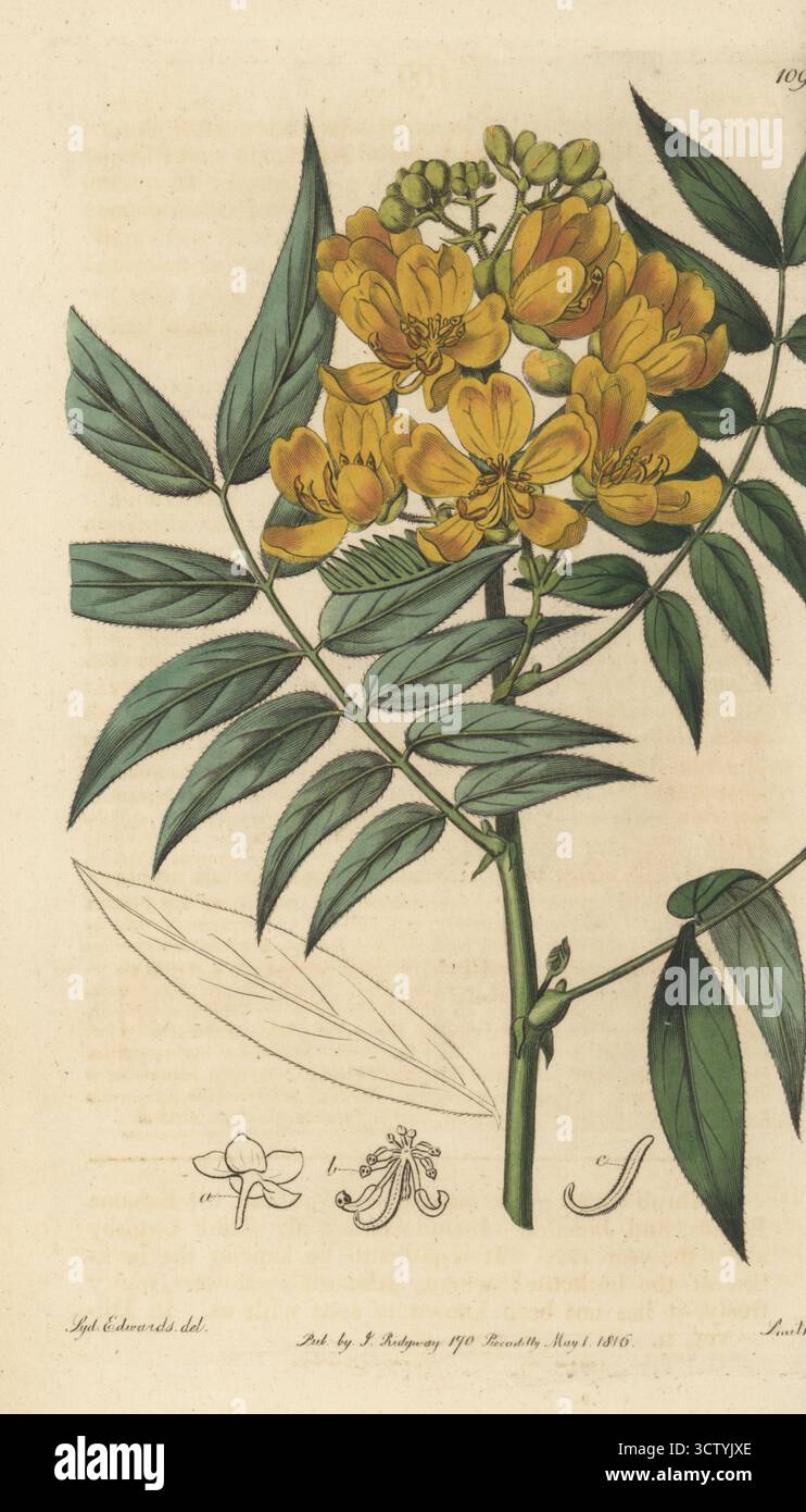 Privet senna, Senna ligustrina. Cassia lievitata di Privet, Cassia ligustrina. Originario del Nord America e dei Caraibi, introdotto da Mark Catesby, tratto da un esemplare del vivaio di John Hall, Notting Hill. Incisione a mano su lastra di rame di P.W. Smith dopo un'illustrazione botanica di Sydenham Edwards dal suo Botanical Register, J. Ridgeway, Londra, 1816. Foto Stock