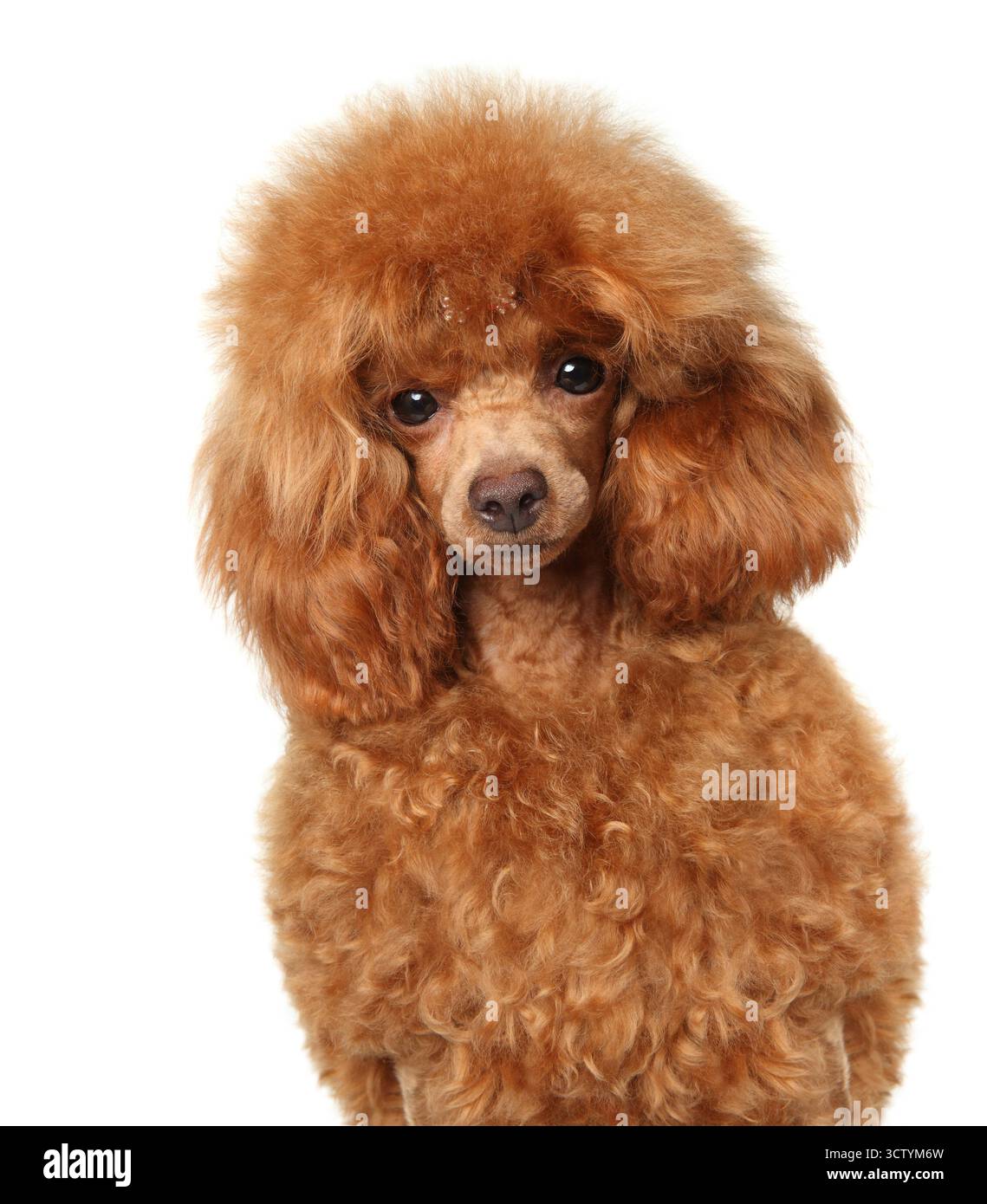 Un barboncino giocattolo con orecchie lunghe e morbidi capelli ricci guarda avanti con una delicata espressione del viso Foto Stock
