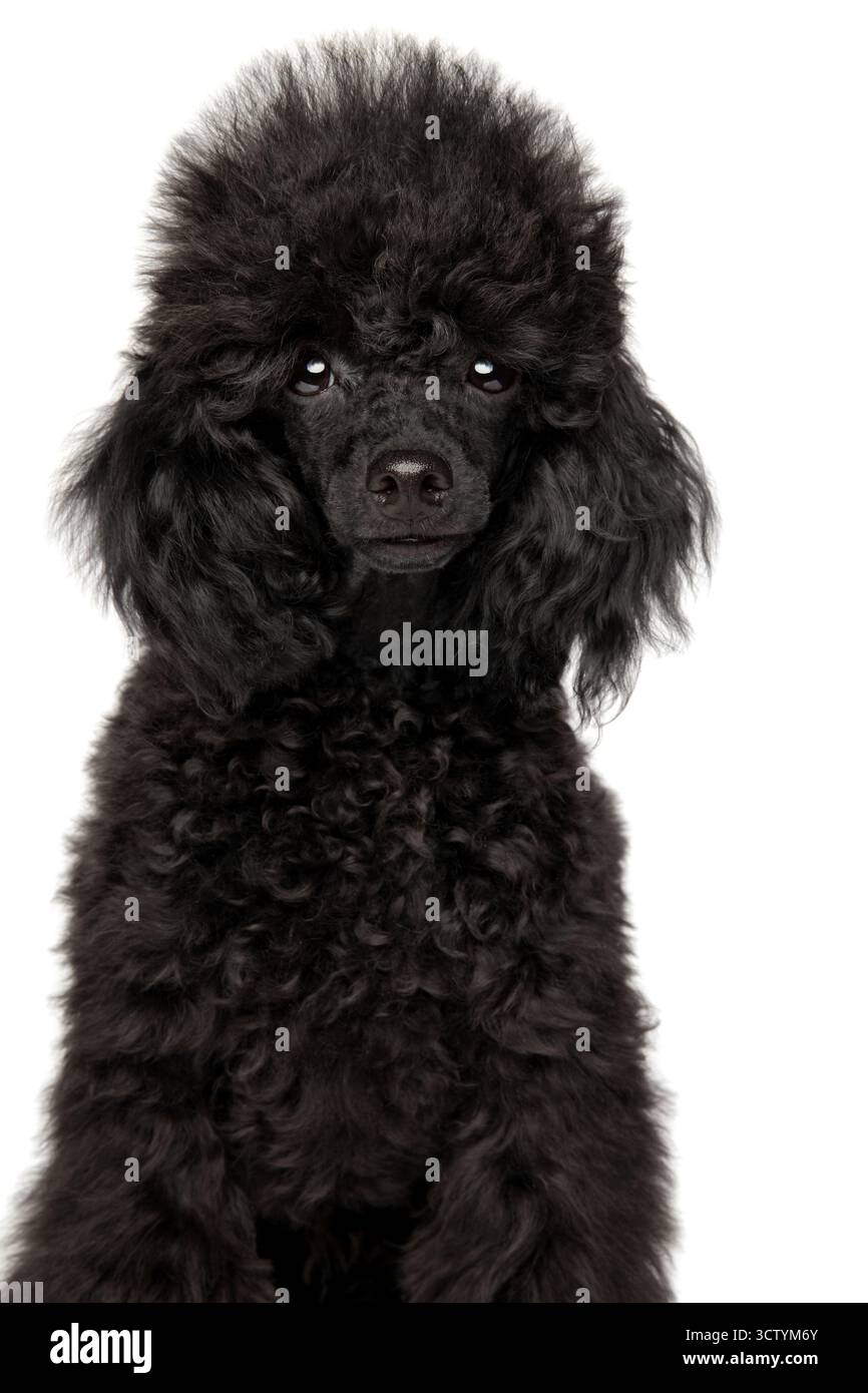 Elegante barboncino nero per adulti con pelliccia densa riccia e sguardo diretto si staglia tranquillamente su sfondo bianco Foto Stock