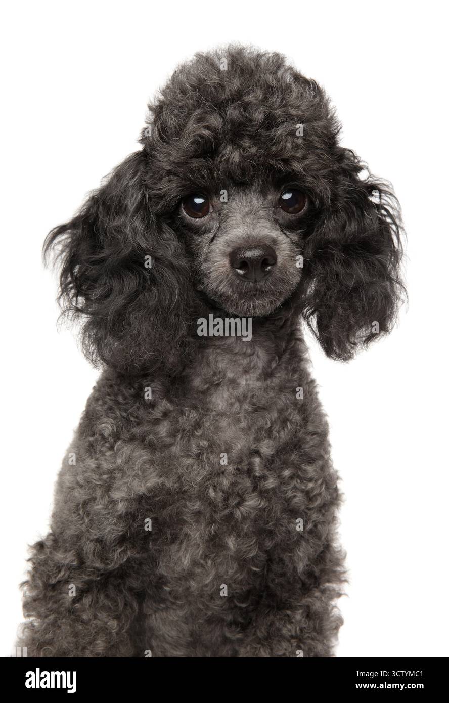Primo piano di un Toy Poodle grigio, che mostra le sue caratteristiche distintive. Foto Stock