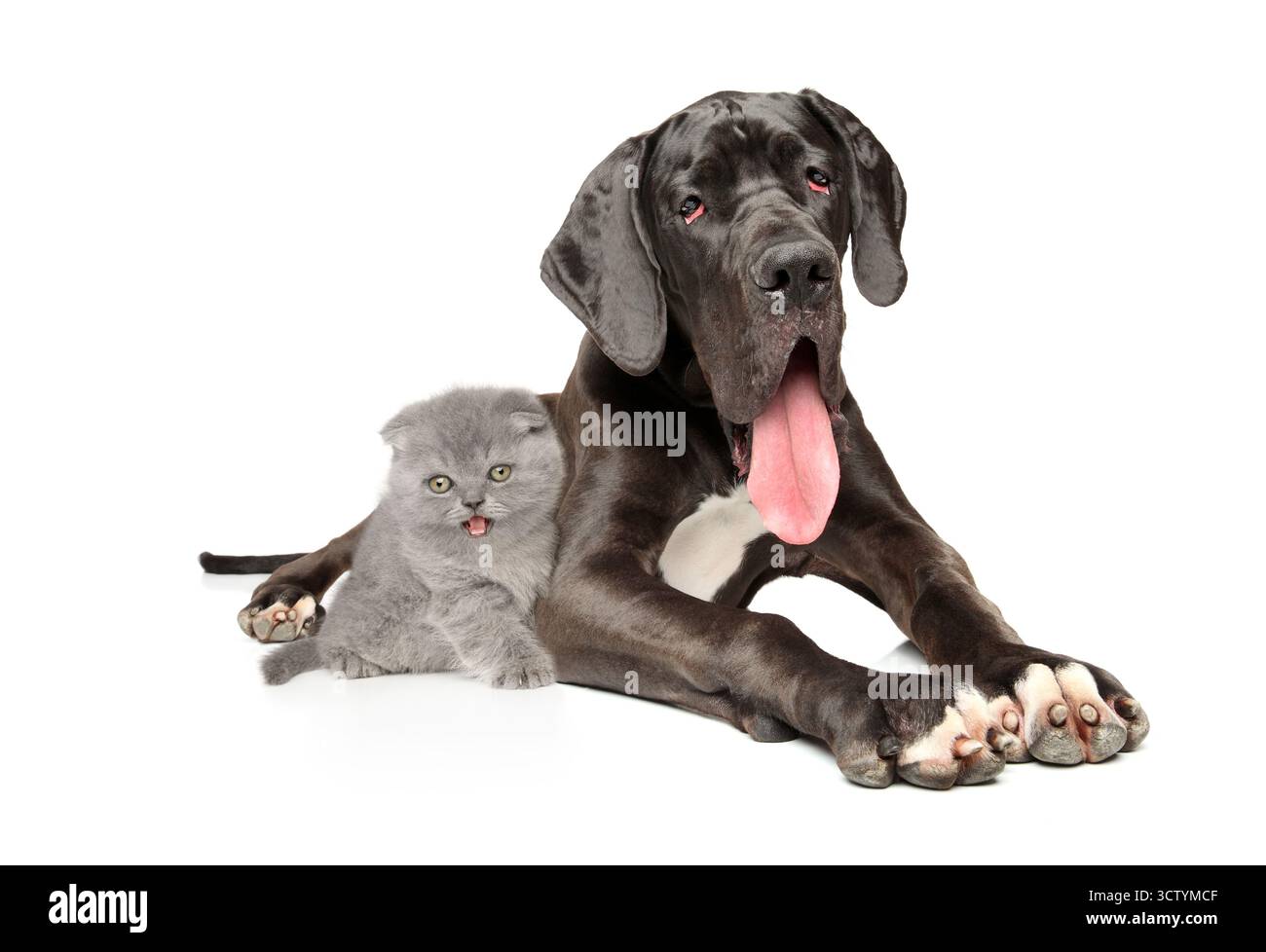 Un grande cane nero Great Dane e un piccolo gattino grigio che riposa fianco a fianco su uno sfondo bianco Foto Stock