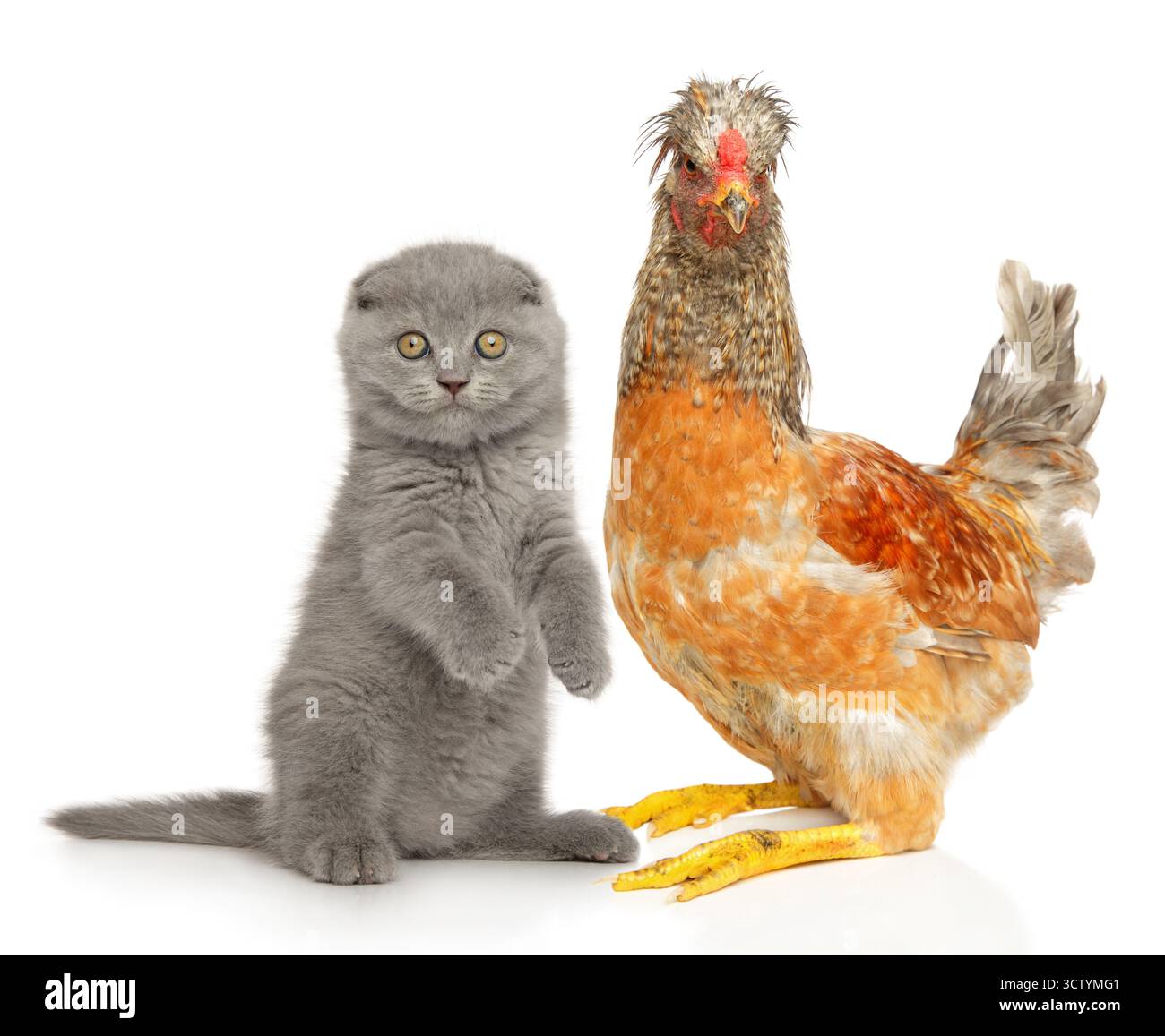 Adorabile gattino si siede sulle zampe posteriori, mentre un tranquillo pollo si trova nelle vicinanze su uno sfondo bianco. Foto Stock