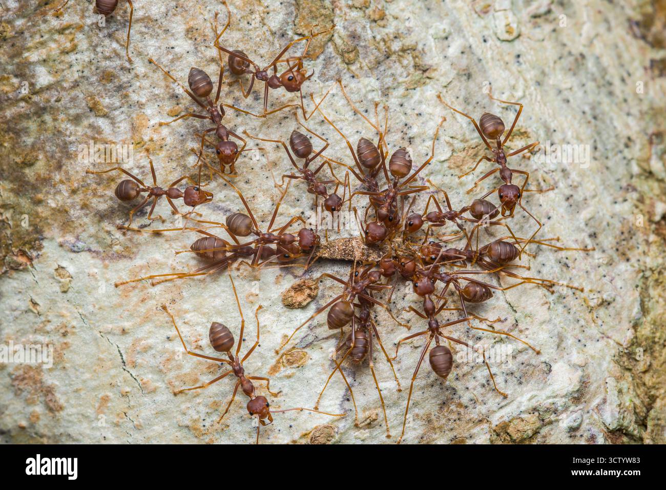 Le formiche tessitrici trasportano in modo cooperativo un alimento attraverso la corteccia degli alberi, mostrando il lavoro di squadra, lo sforzo collettivo e il comportamento sociale organizzato in un tropo Foto Stock