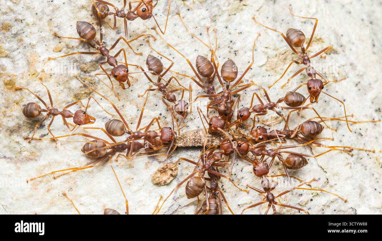 Formiche che cooperano per sollevare e trasportare un grosso pezzo di cibo su una superficie ruvida, macro primi piani che mostrano il lavoro di squadra, la forza e lo sforzo collettivo Foto Stock