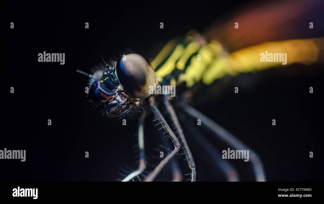 Testa di Damselfly e occhio composto catturando dettagli e consistenza intricati, concentrandosi sull'affascinante struttura biologica dell'insetto contro un buio, Foto Stock