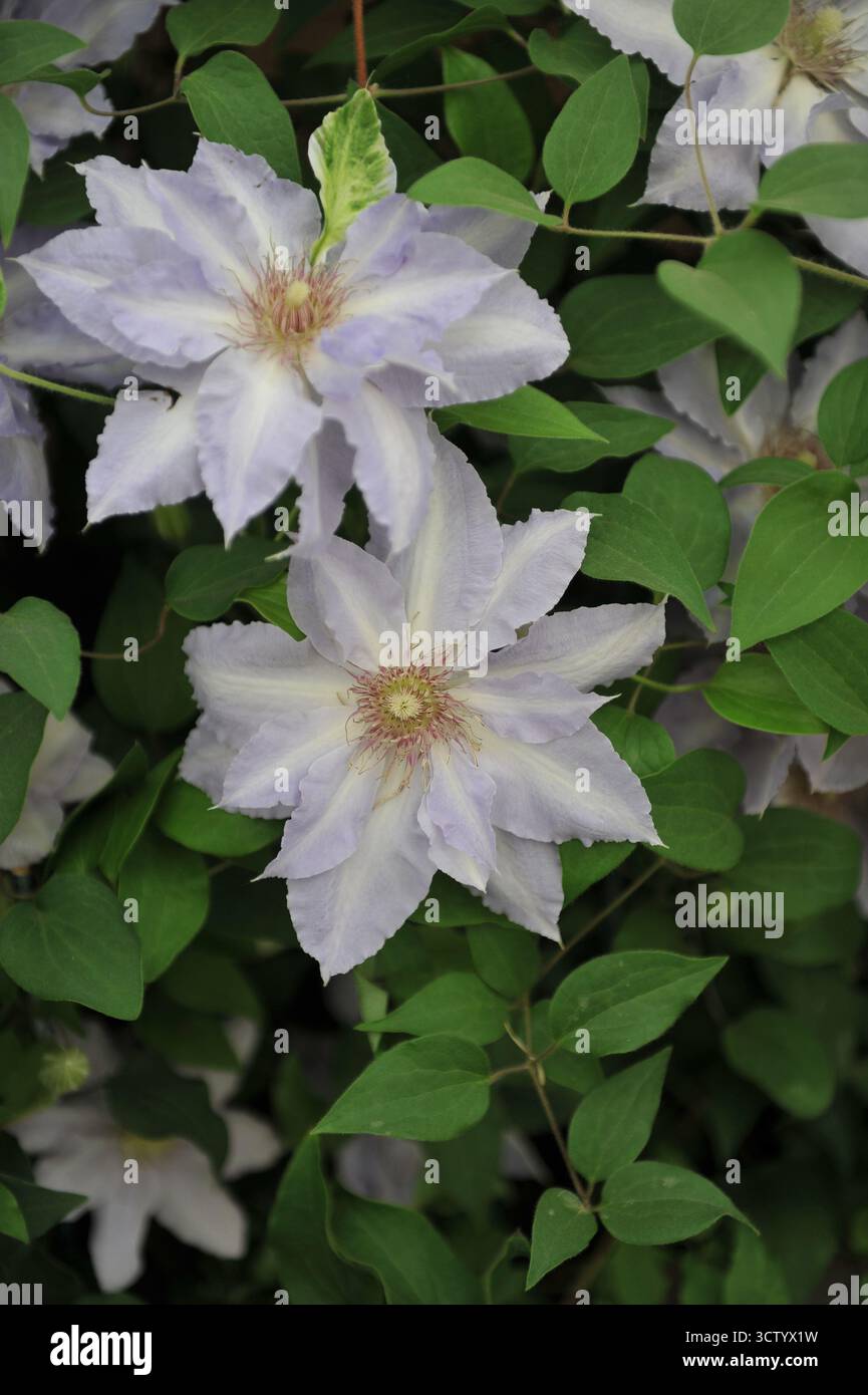 Bianco con sfumature azzurre la Clematis Tranquilite, fiore grande, fiorisce in una mostra a maggio Foto Stock