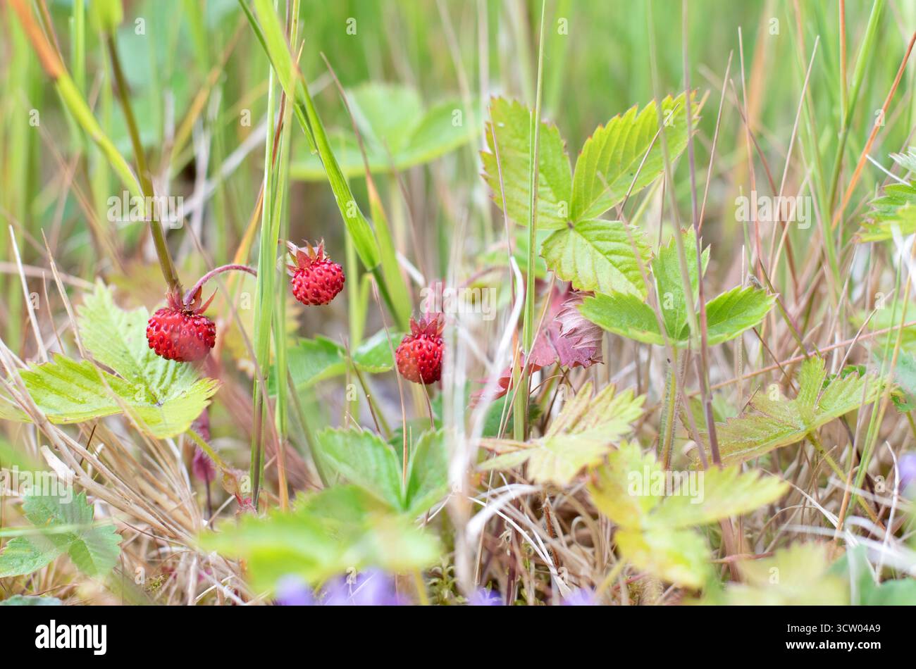 Fragole selvatiche sul fondo della foresta da vicino Foto Stock