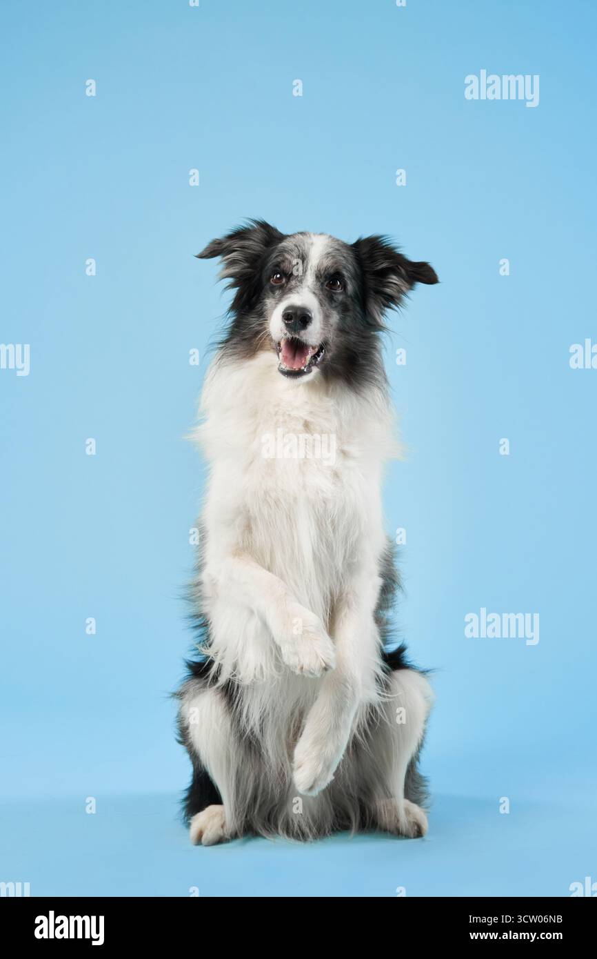 Un Border Collie si siede con una postura verticale su un solido sfondo blu, e appare ben addestrato e concentrato. L'espressione composta viene evidenziata Foto Stock