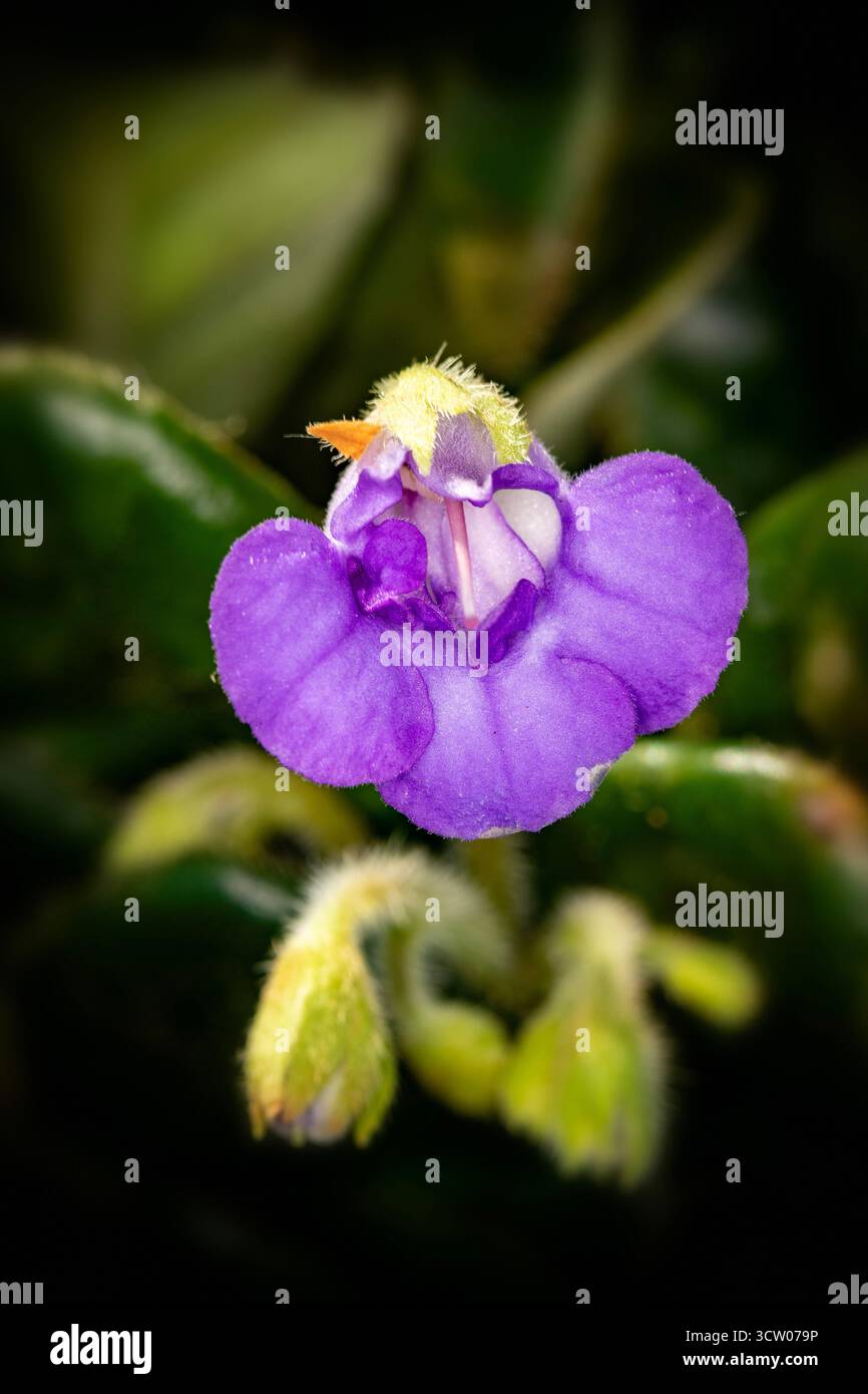 Ritratto naturale ravvicinato delle piante in fiore della deliziosa Petrocosmea minor Hemsl, petrocosmea più piccola. Foto Stock