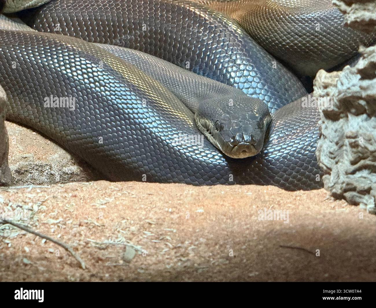 17 settembre 2025, Australia, Perth: Un pitone di ulivi proveniente dalla regione di Pilbara in Australia (Liasis olivaceus barroni) si trova nel suo recinto presso lo Zoo di Perth. I serpenti, originari dell'Australia, crescono fino a circa 2,5 metri di lunghezza e mangiano canguri e volpi volanti, tra gli altri. Foto: Carola Frentzen/dpa Foto Stock