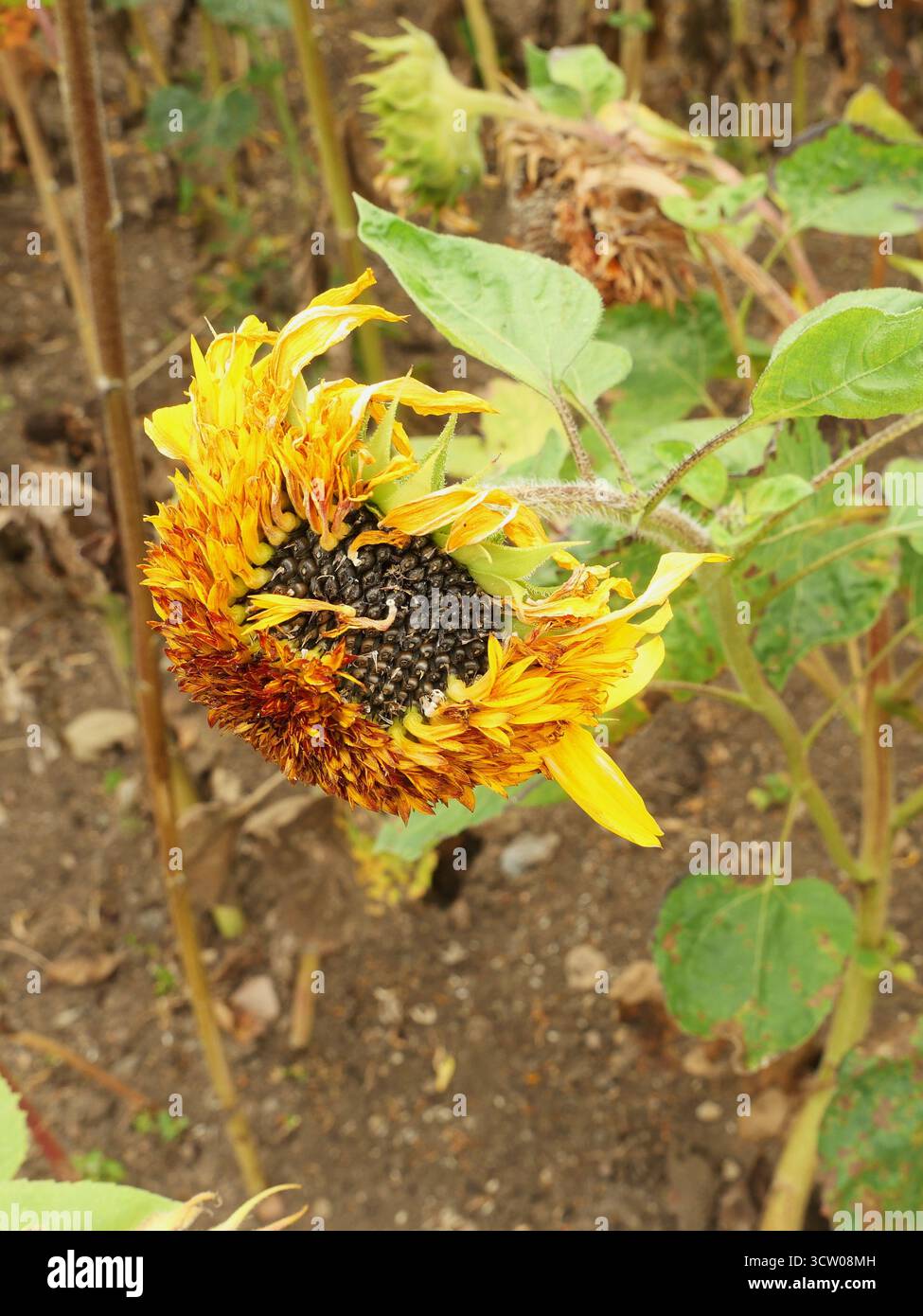 Testa di girasole matura con disposizione Fibonacci a spirale di semi di girasole. Perfetto per natura, biologia, matematica. Primo piano. Copyspace. Foto Stock