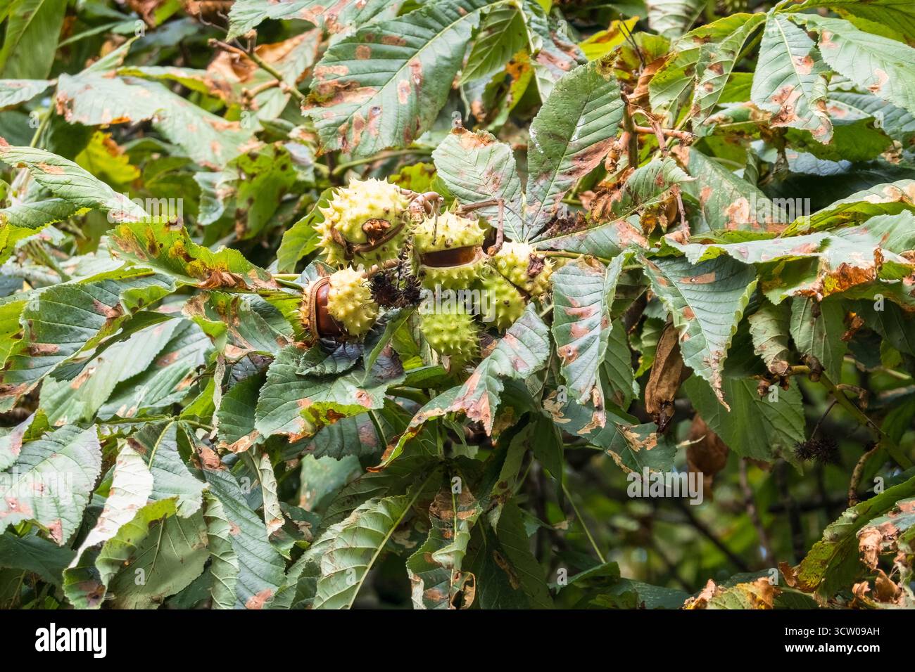 Ippocastano (Aesculus hippocastanum) sofferente fogliare blotch, Leicestershire Inghilterra Regno Unito. Settembre 2025 Foto Stock