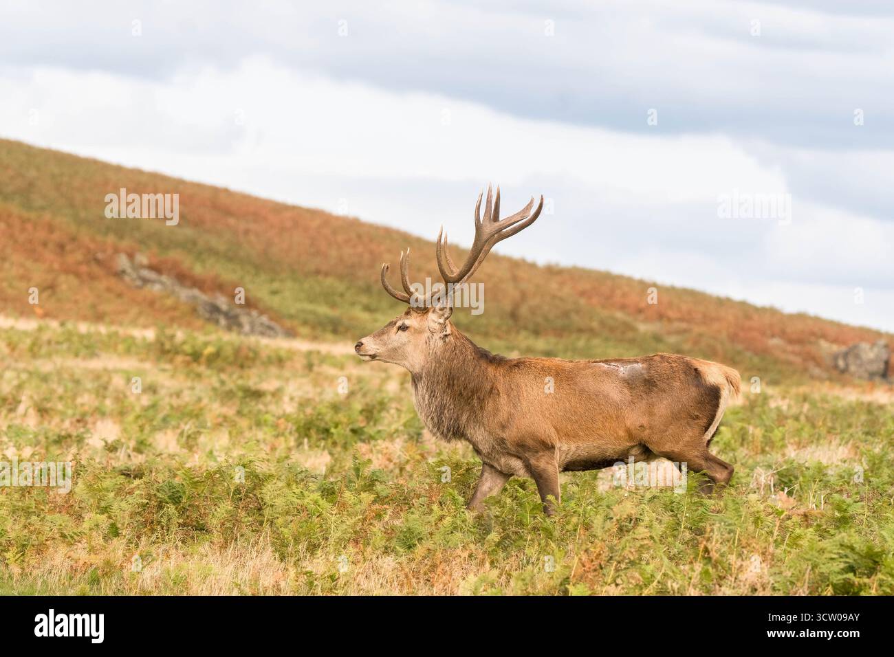 Corna di cervo (cervo) maschile Leicestershire Inghilterra Regno Unito. Settembre 2025 Foto Stock