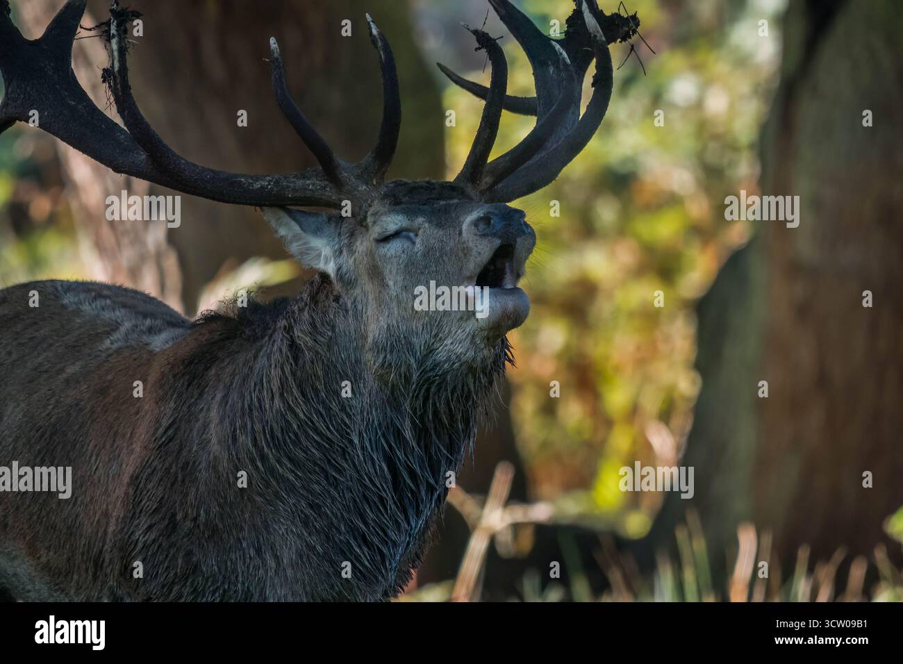 Maschio (cervo) cervo rosso (Cervus elaphus) che si ribellano per attirare le femmine (hinds) Leicestershire Inghilterra Regno Unito. Settembre 2025 Foto Stock