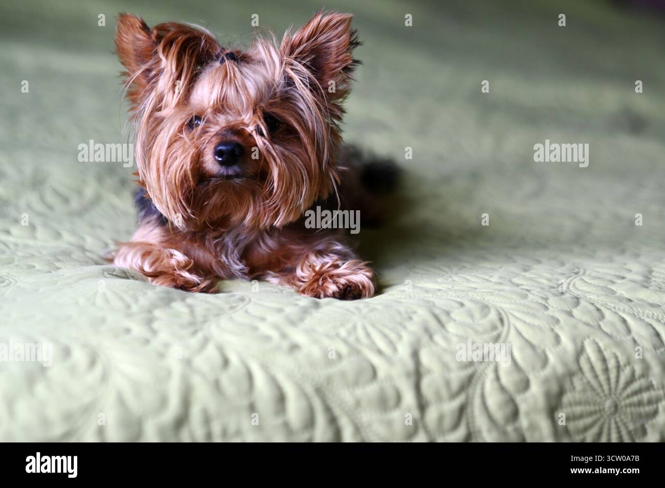 meraviglioso ritratto di un cane felice ​​on sfondo verde chiaro neutro, cucciolo terrier dello yorkshire Foto Stock