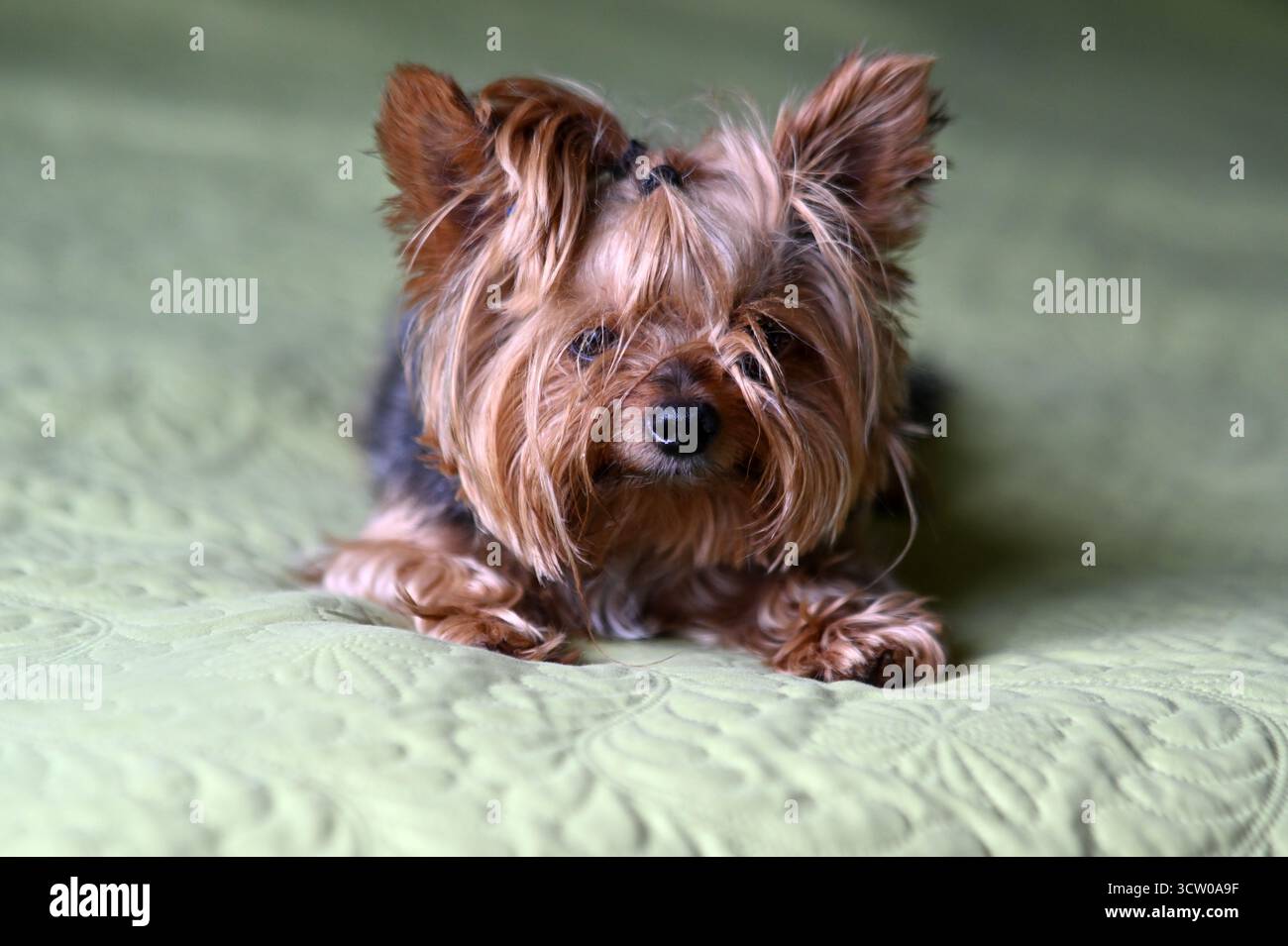 meraviglioso ritratto di un cane felice ​​on sfondo verde chiaro neutro, cucciolo terrier dello yorkshire Foto Stock