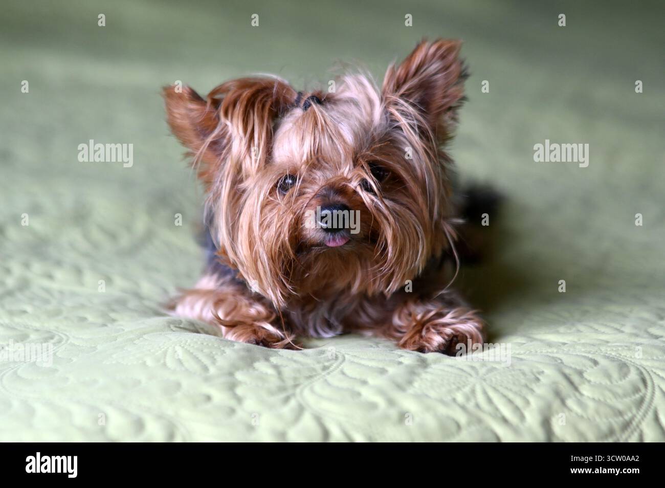 meraviglioso ritratto di un cane felice ​​on sfondo verde chiaro neutro, cucciolo terrier dello yorkshire Foto Stock