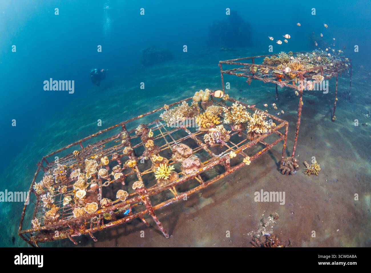 Questa immagine subacquea mostra frammenti di corallo che crescono in un vivaio dedicato all'Alam Batu Resort, vicino a Tulamben, Bali, Indonesia. Parte di una barriera corallina Foto Stock