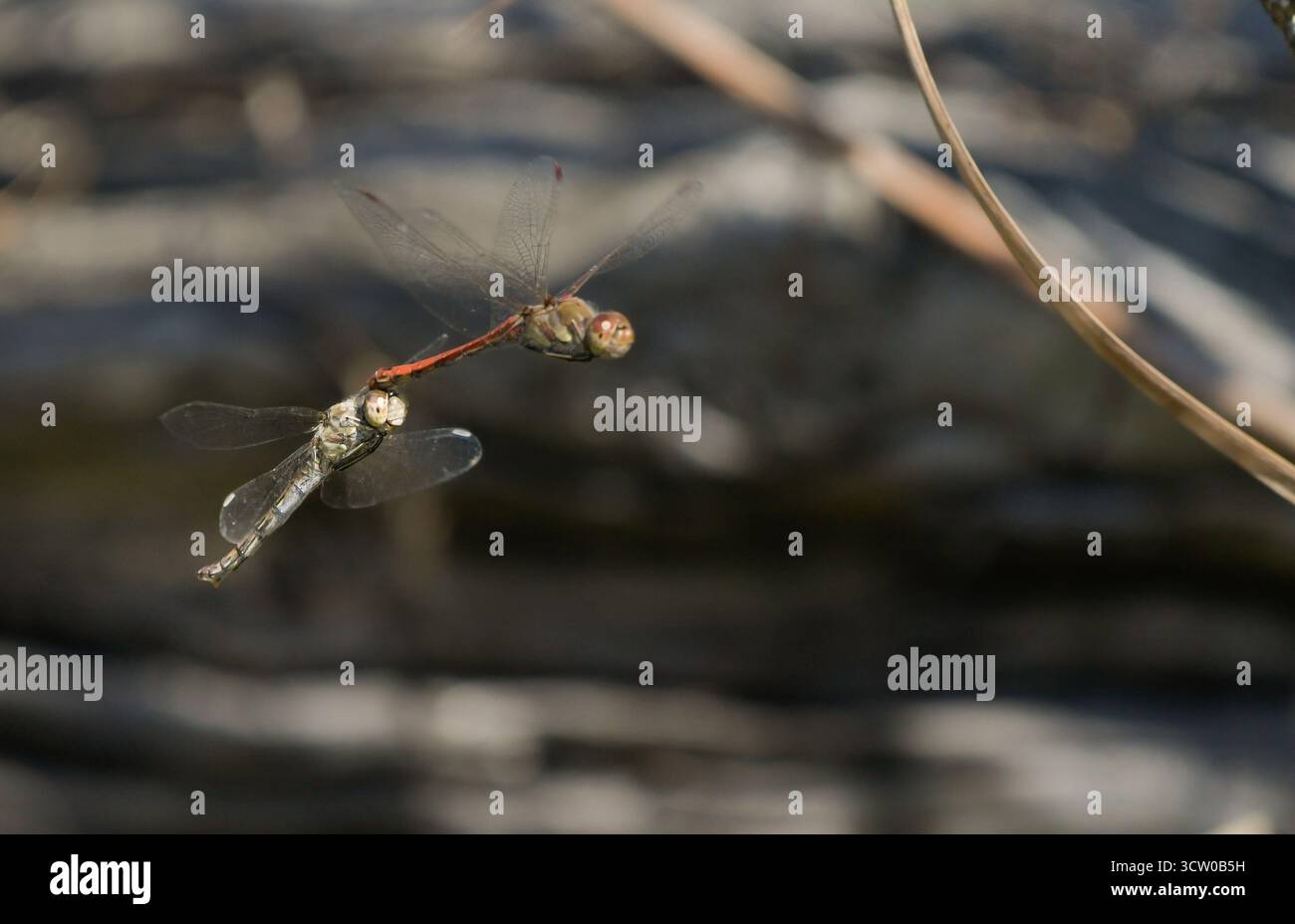 Coppia di libellule della specie Sympetrum striolatum insieme in volo per deporre le uova Foto Stock