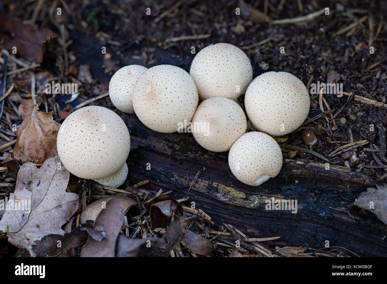 A forma di pera puffball Foto Stock