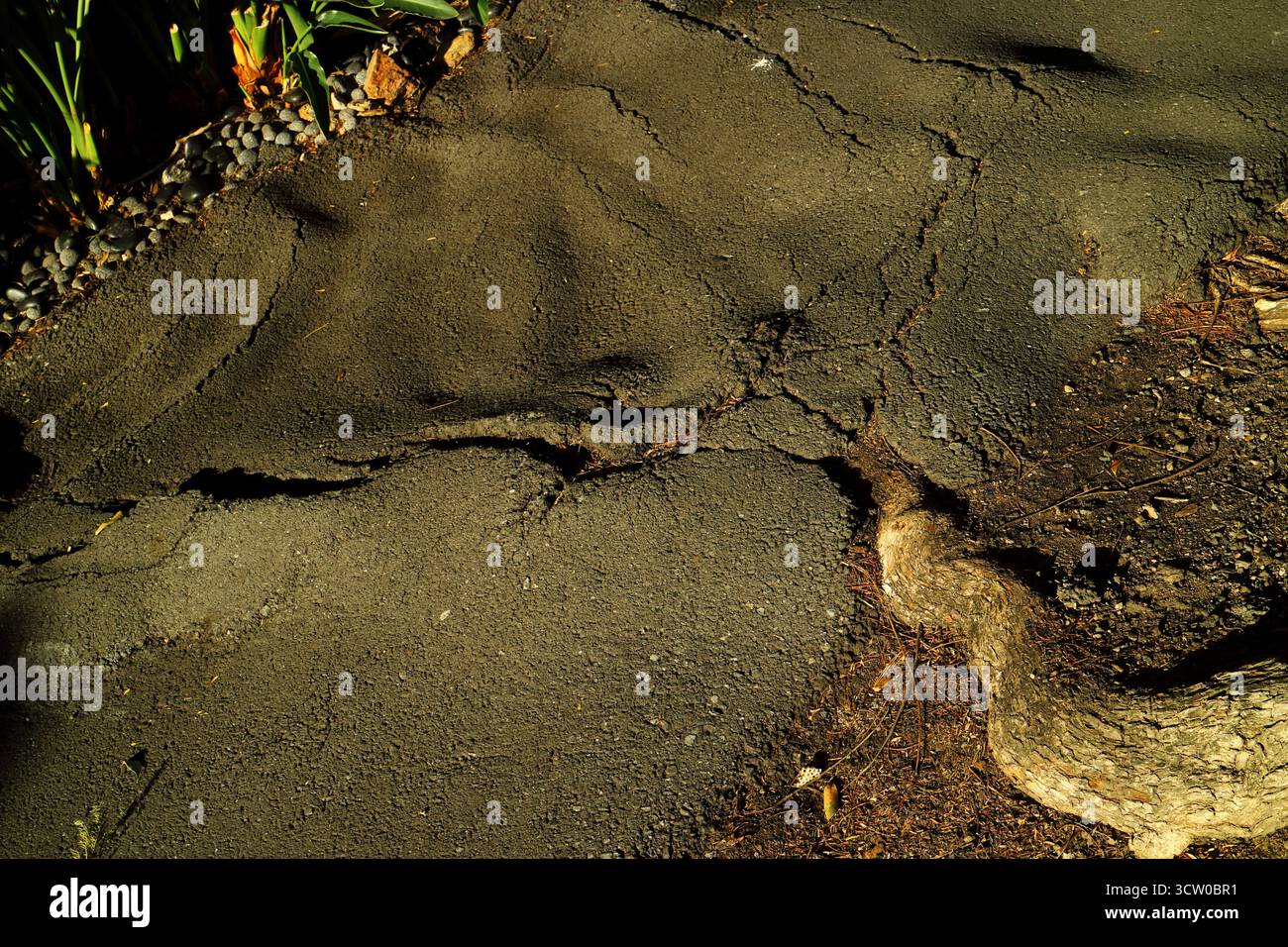 Passerella asfaltata da una radice di gumtree Foto Stock