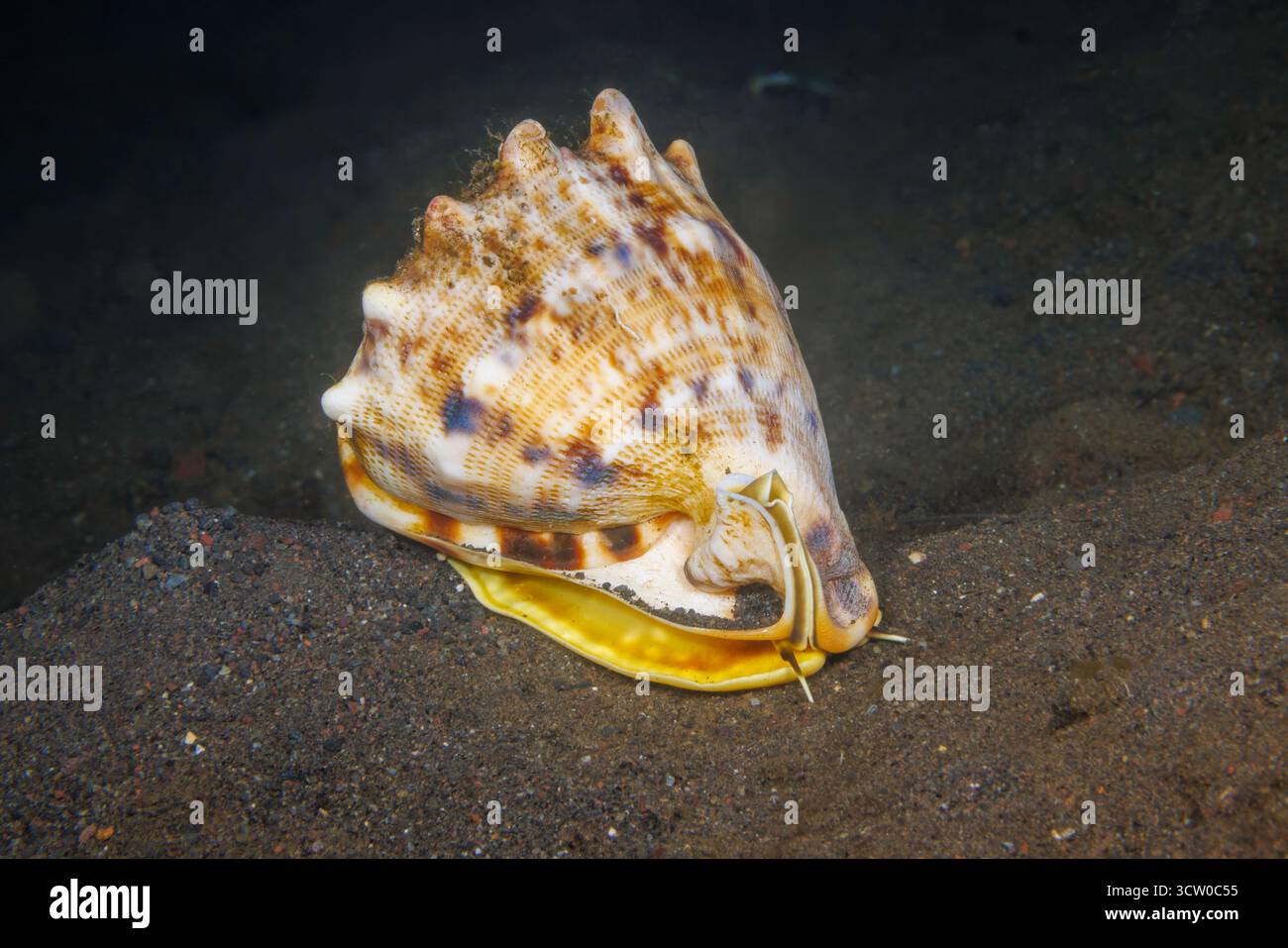 Il guscio dell'elmetto con corna si trova in tutto l'Indo-Pacifico, tra cui le barriere coralline e i fondali sabbiosi dell'Indonesia, Cassis cornuta, in genere abita lo shallo Foto Stock
