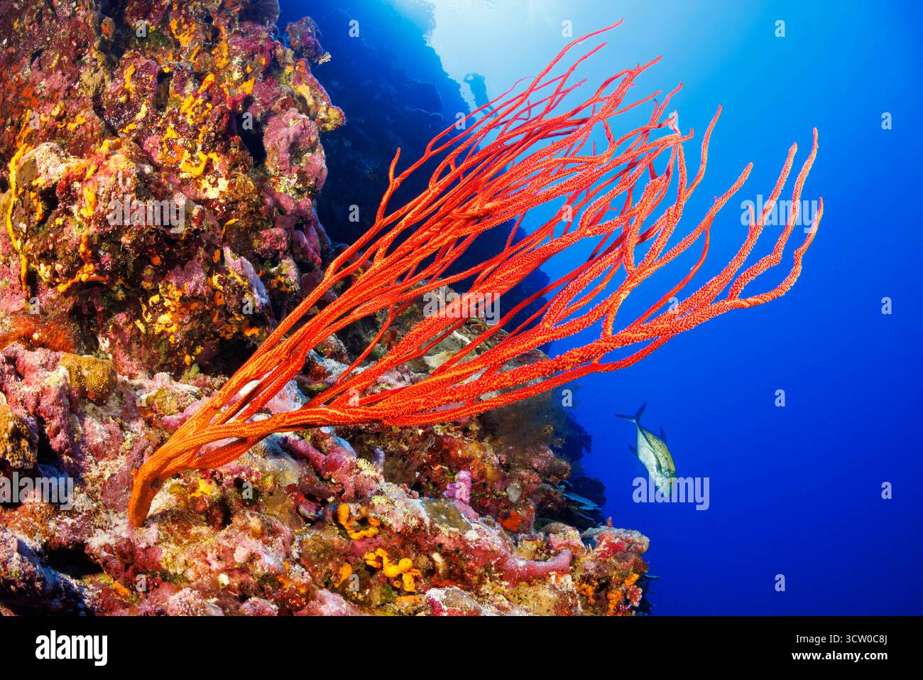 Una scena subacquea caratterizzata da un subacqueo sagomato sopra l'impressionante corallo a frusta rosso, Ellisella ceratophyta, su una barriera corallina tropicale a Yap, parte della F Foto Stock