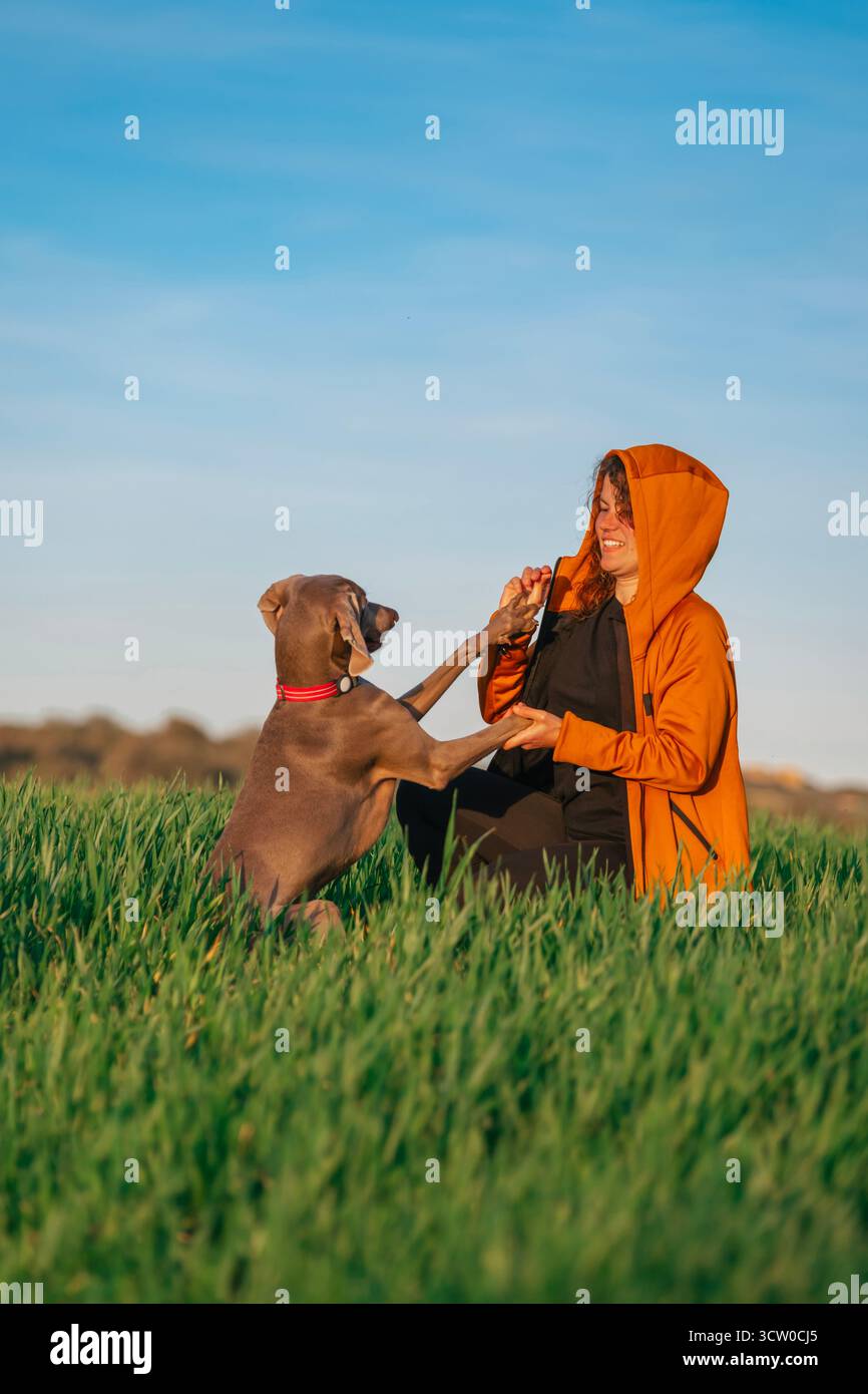 Un cane Weimaraner impaziente chiede un regalo alzando le zampe al suo proprietario sorridente, dimostrando un legame giocoso durante l'allenamento all'aperto in una foto verde Foto Stock