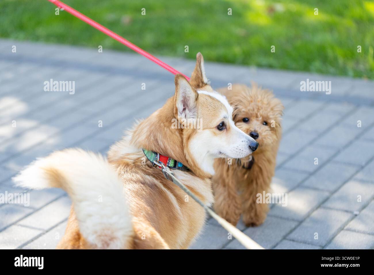 due simpatici cani al guinzaglio giocano all'aperto e camminano nel parco cittadino Foto Stock