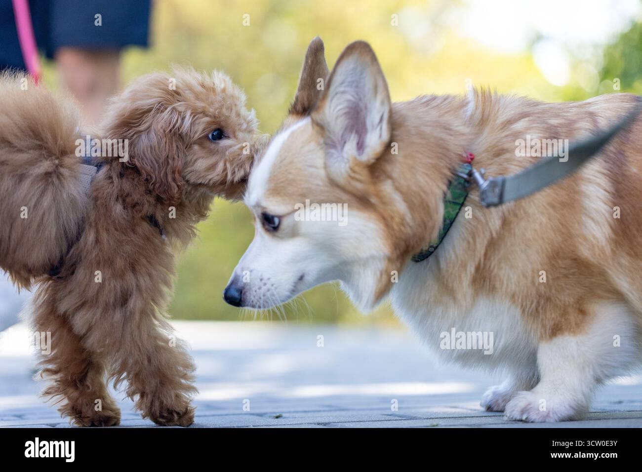 due simpatici cani al guinzaglio giocano all'aperto e camminano nel parco cittadino Foto Stock