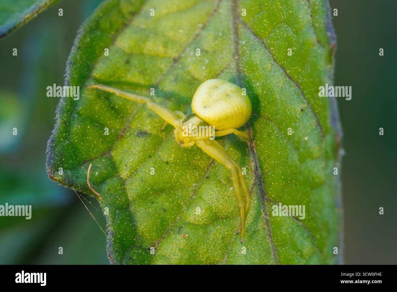 Ragno di granchio, Misumena vatia. Sussex, Regno Unito Foto Stock