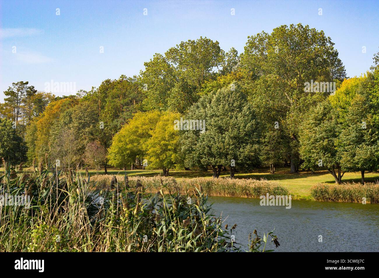 Splendido paesaggio nel parco autunnale. Alberi colorati sulle rive di un fiume ricoperti di canne. Viaggio autunnale in Bielorussia. Foto Stock