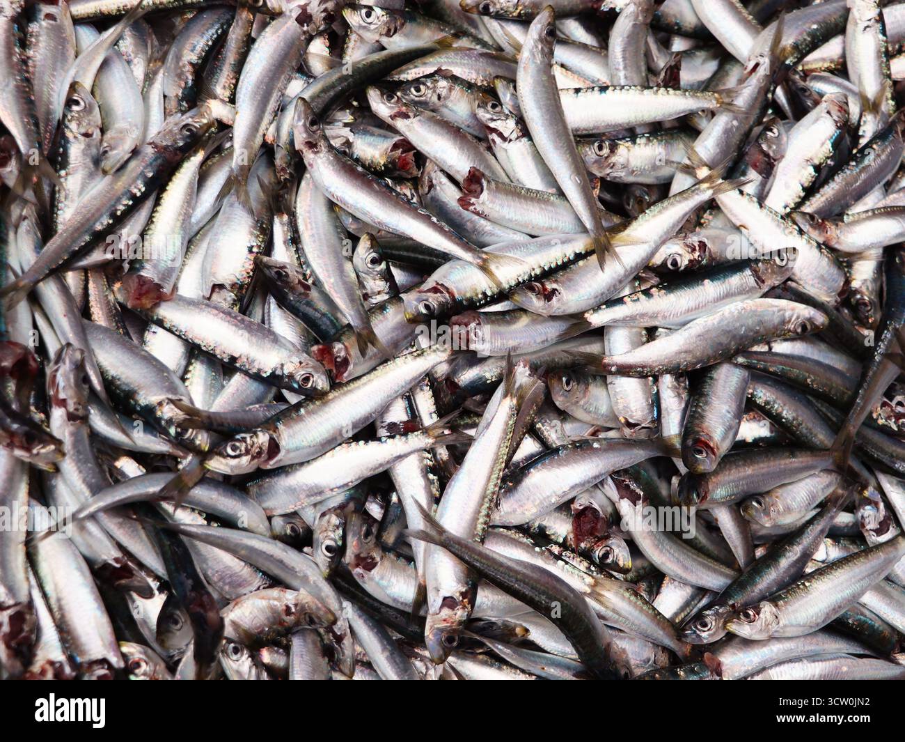 Sardine europee o Sardine pilchardus in Una pila più grande di sardine appena pescate in vendita al mercato del pesce Foto Stock