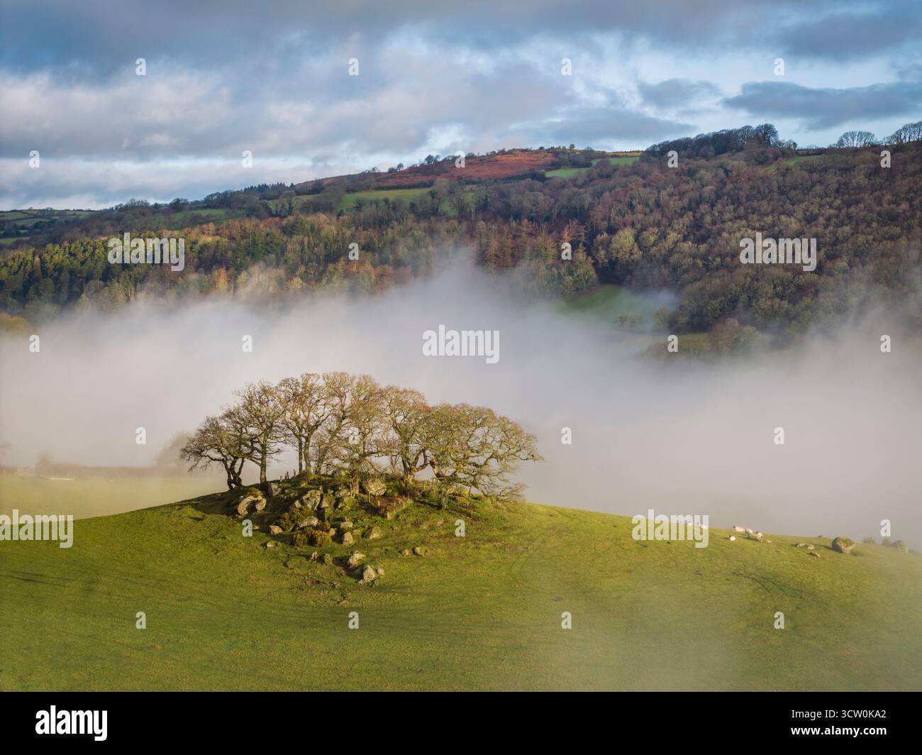 Ammasso di alberi in cima a una collina sulle Hartland Hill Rocks nel Dartmoor National Park, Devon, Inghilterra. Inverno (febbraio) 2025. Foto Stock