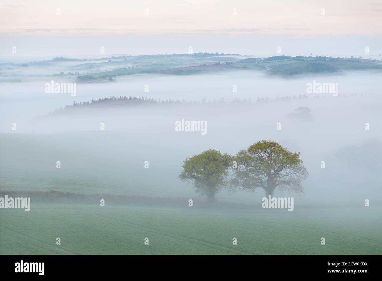 Nebbia di prima mattina sulla campagna, a metà Devon, Inghilterra. Primavera (aprile) 2025. Foto Stock