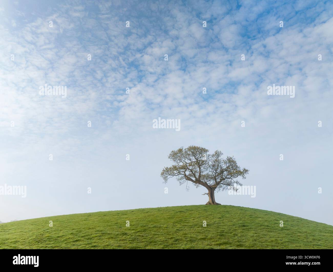 Albero solitario sulla cima di una collina, Devon, Inghilterra. Primavera (aprile) 2025. Foto Stock