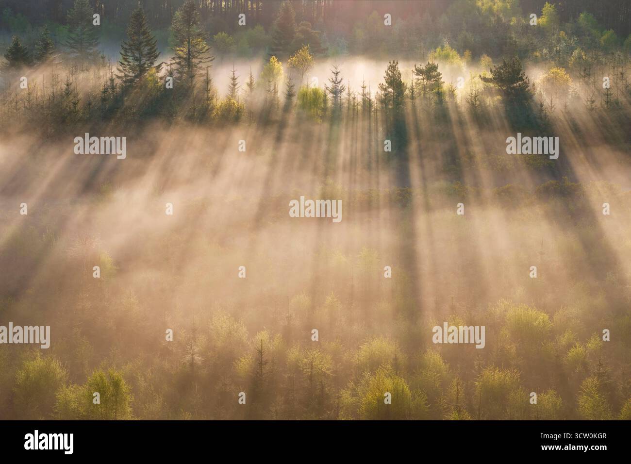 La luce del sole del mattino scorre attraverso conifere nebbiose, il Dartmoor National Park, Devon, Inghilterra. Primavera (aprile) 2025. Foto Stock