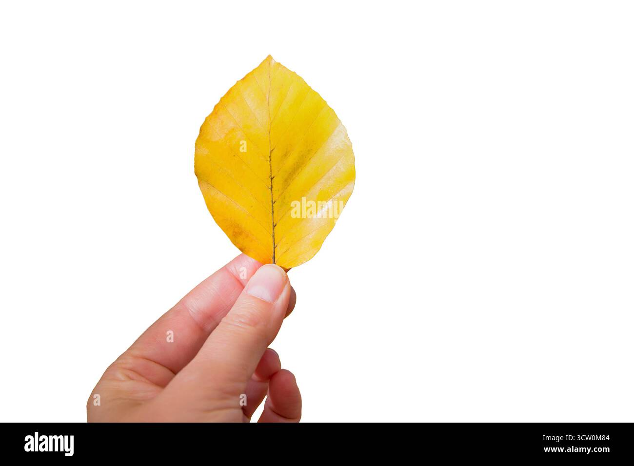 Mano che regge una singola foglia autunnale gialla isolata su sfondo bianco, stagione autunnale Foto Stock