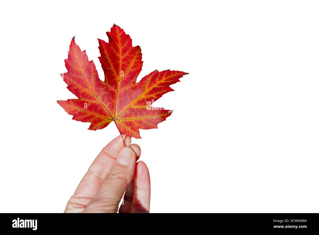 Mano che regge una singola foglia d'acero autunnale rossa isolata su sfondo bianco, stagione autunnale Foto Stock