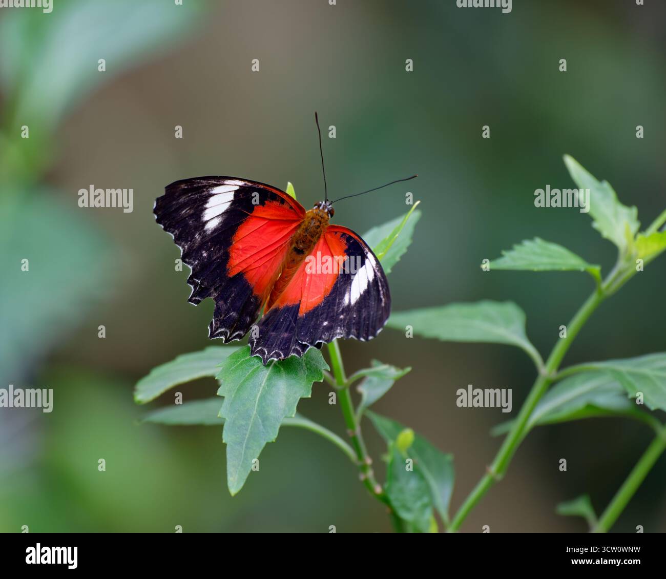 Farfalla colorata su Una foglia Foto Stock