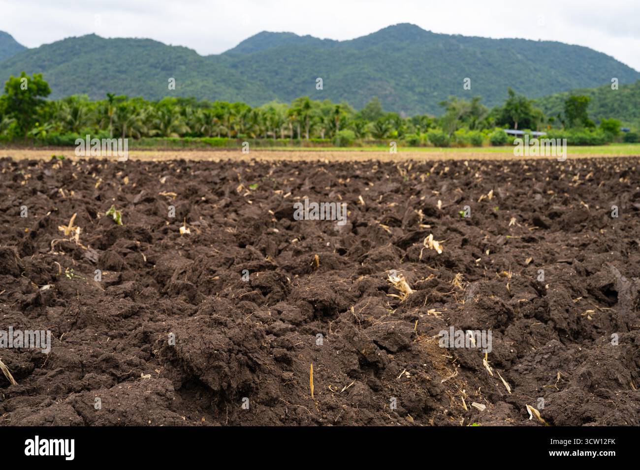 Arato campo agricolo dopo la raccolta della canna da zucchero con terreno bruno ricco preparato per una nuova piantagione. Sicurezza alimentare, salute del suolo e agricoltura sostenibile Foto Stock
