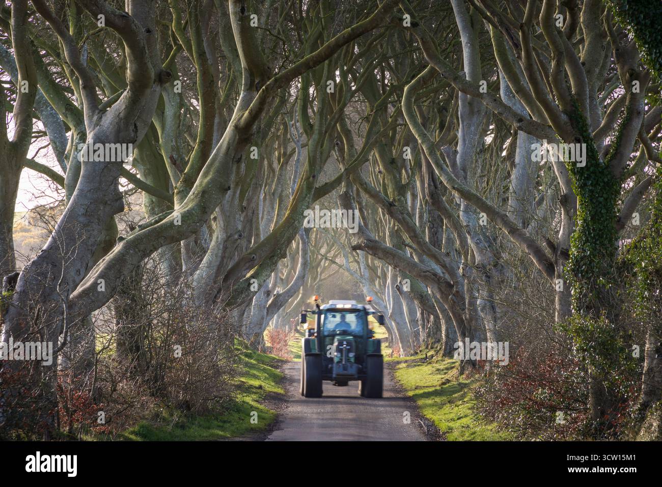 Il trattore viene guidato attraverso Dark Hedges nella contea di Antrim, Irlanda del Nord. Primavera (marzo) 2024. Foto Stock