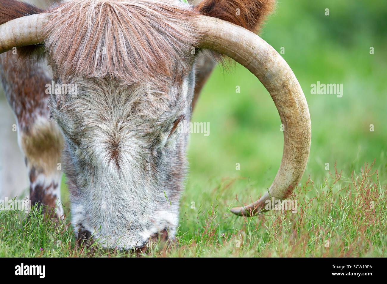 Mucca dalle lunghe corna che pascolano in un parco pubblico. Foto Stock