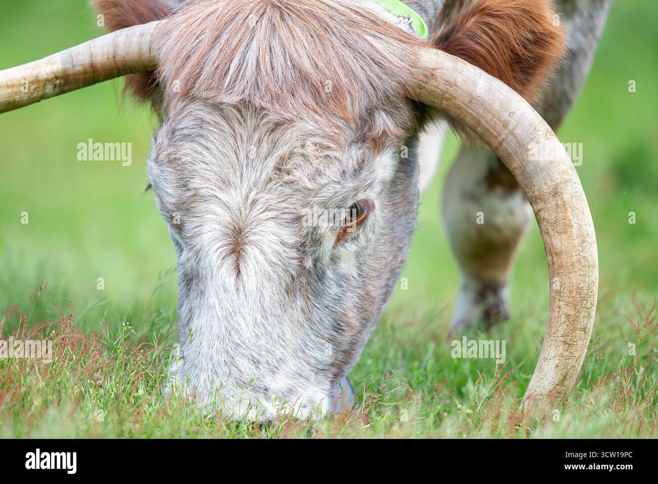 Mucca dalle lunghe corna che pascolano in un parco pubblico. Foto Stock
