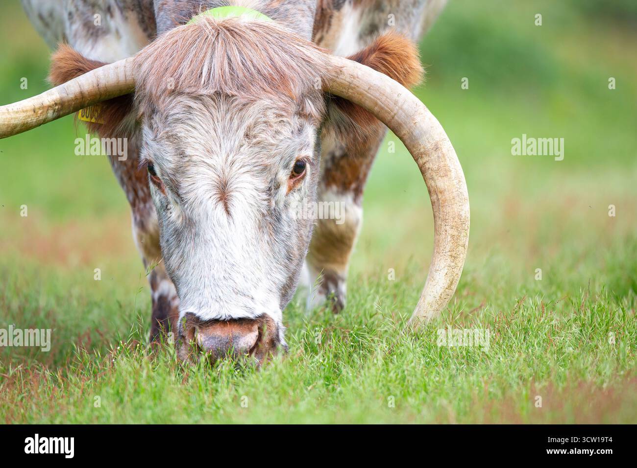 Mucca dalle lunghe corna che pascolano in un parco pubblico. Foto Stock